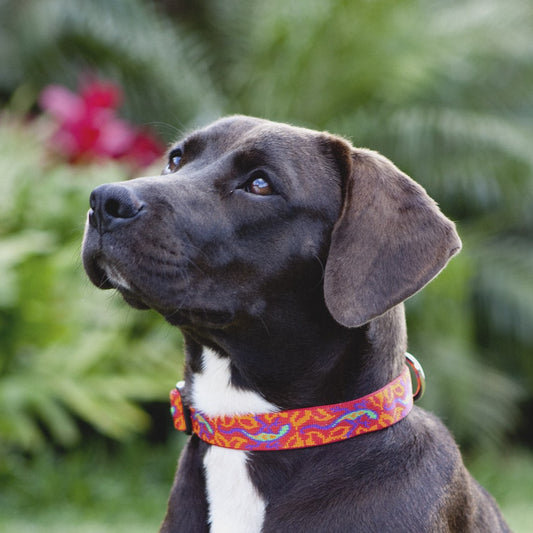 Lupine Martingale Woven Pet Collars