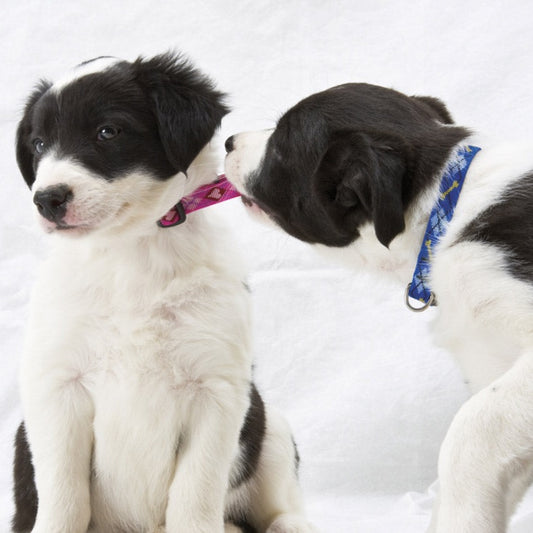 Lupine Pet Woven Adjustable Pet Collars – Originals